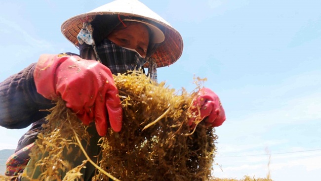 Giá rong mơ khai thác và bán ở mức 10.000 đồng - 15.000 đồng/kg. Có người mỗi chuyến đi cũng kiếm được tiền triệu.
