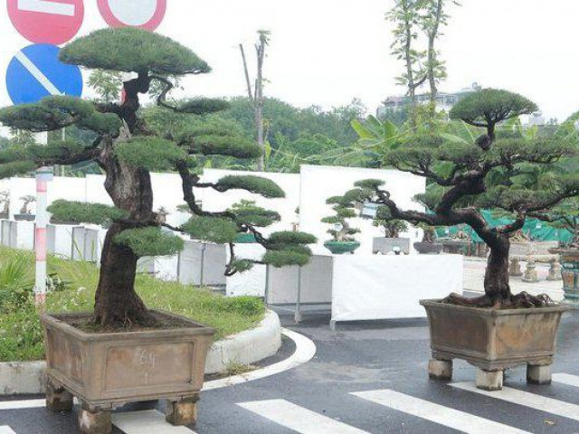 Ngắm “vua phi lao” bonsai miền Bắc, giá 1,5 tỷ chủ nhân chưa quyết bán