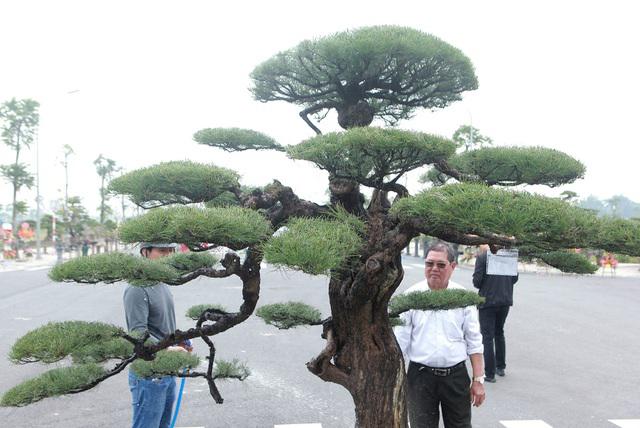 Cây phi lao bonsai có thế độc đáo. Ảnh: Dân Trí.