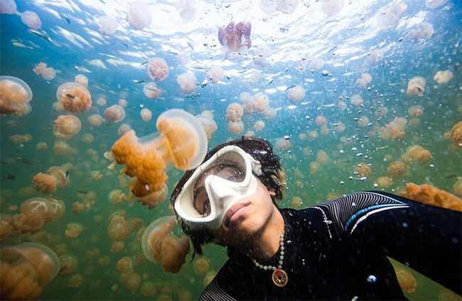 Hồ sứa độc ở Palau Châu Đại Dương: Nhiếp ảnh gia Nadia Aly đã bắt đầu cuộc phiêu lưu lặn với bình dưỡng khí ở hồ Jellyfish huyền diệu với mong muốn được chụp với những con sứa độc tại châu Đại Dương xinh đẹp.
