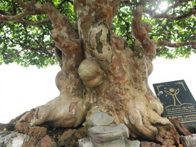 Đã mắt với vẻ kỳ lạ của "siêu cây" bằng lăng bonsai