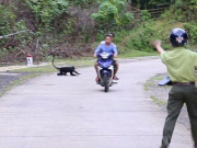 Tin tức trong ngày - Sau mưa bão, đàn voọc gáy trắng lại lao xuống đường tấn công người