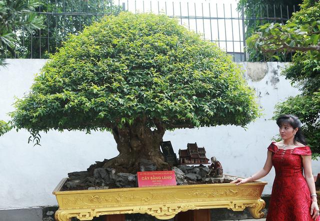 Đã mắt với vẻ kỳ lạ của &#34;siêu cây&#34; bằng lăng bonsai - 1