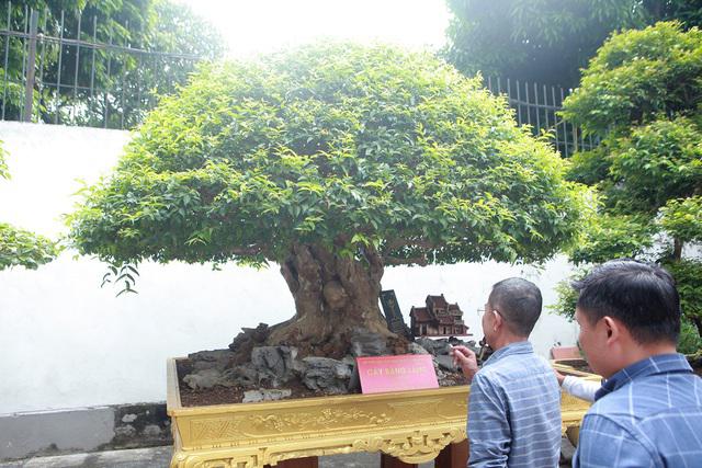 Đã mắt với vẻ kỳ lạ của &#34;siêu cây&#34; bằng lăng bonsai - 2