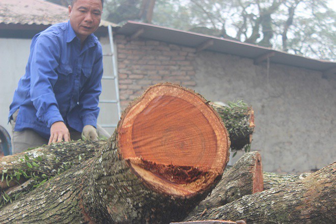 &nbsp;Lô gỗ sưa trăm tỷ vẫn chưa thể bán đấu giá