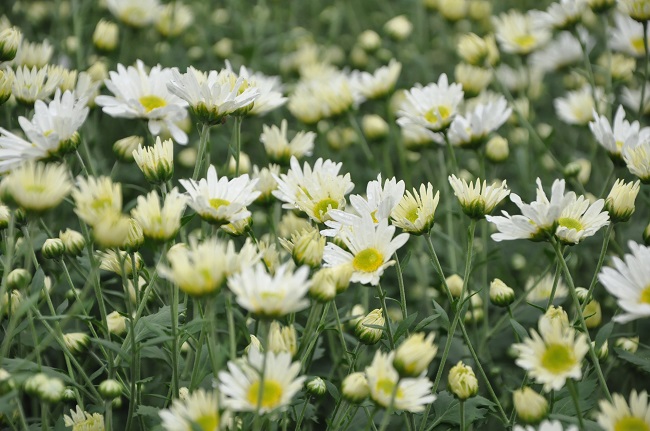 Cúc họa mi từng là loài hoa mọc dại ven đường, nay trở thành loại hoa được nhiều người yêu thích.