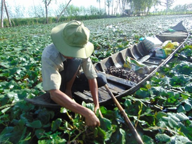 Nhiều người còn trồng ấu kết hợp nuôi cá thâm canh từ đó vừa có tiền từ ấu vừa&nbsp;có tiền từ nuôi cá.
