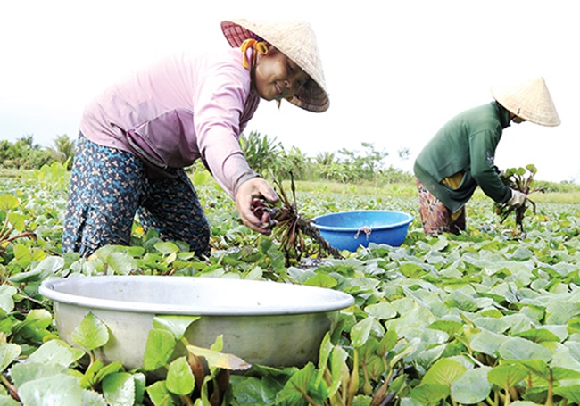 Ăn theo cây ấu, ở miền Tây Nam Bộ còn có công việc tách vỏ ấu cho cơ sở sản xuất cũng mang về thu nhập khá.
