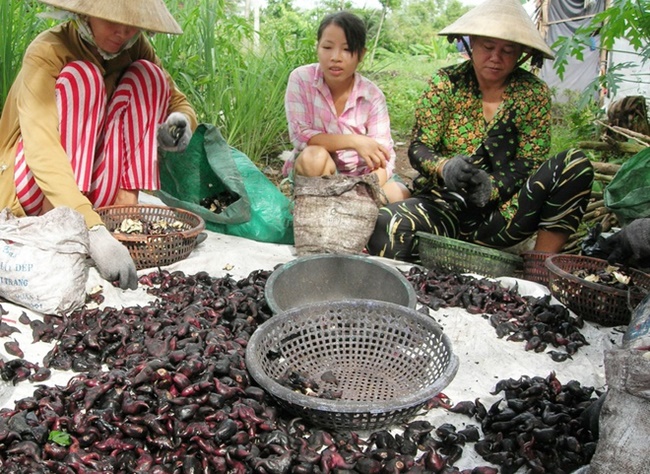 Công việc này có thể đem về thu nhập ổn định từ 70.000 đến 100.000 đồng mỗi người/ngày.
