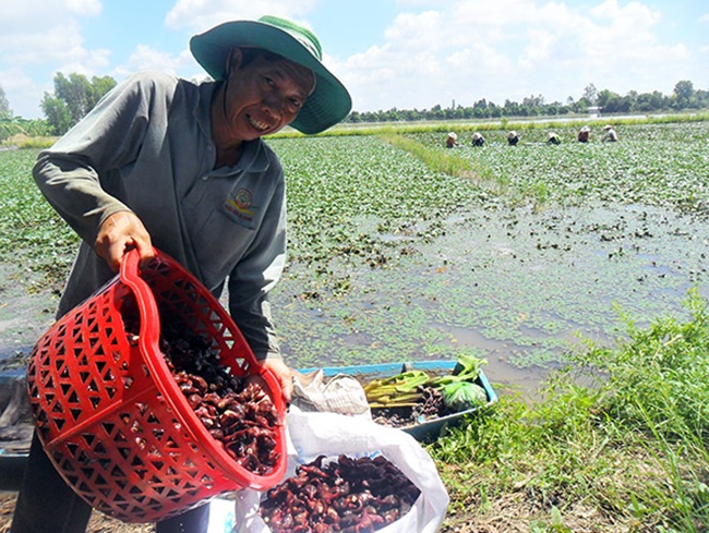 Cách đây vài chục năm, củ ấu mọc hoang dại, người dân lấy về làm sạch, luộc ăn. Nhưng hiện nay ấu đã trở thành mặt hàng được nhiều&nbsp;khách tìm mua.
