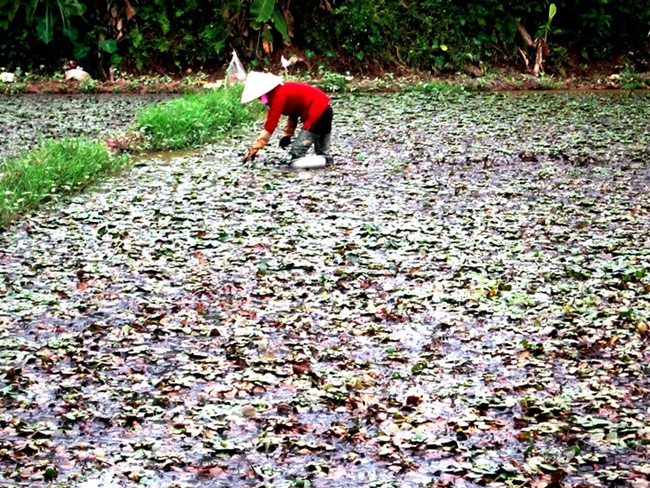 Để chăm sóc tốt và có củ ấu đạt chất lượng thì phải giữ mức nước ngâm mặt đất ruộng cao 6-7cm để hủy thực bì, cỏ dại, sau đó xới đất và thả giống.
