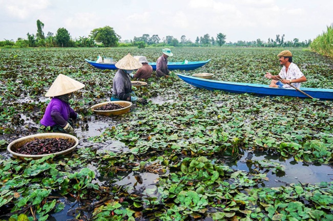 Ngoài trồng ấu, nhiều hộ nông dân kết hợp cả&nbsp;thả cá và cấy lúa. Sau khi thu hoạch lúa, lại làm đất xuống giống ấu.
