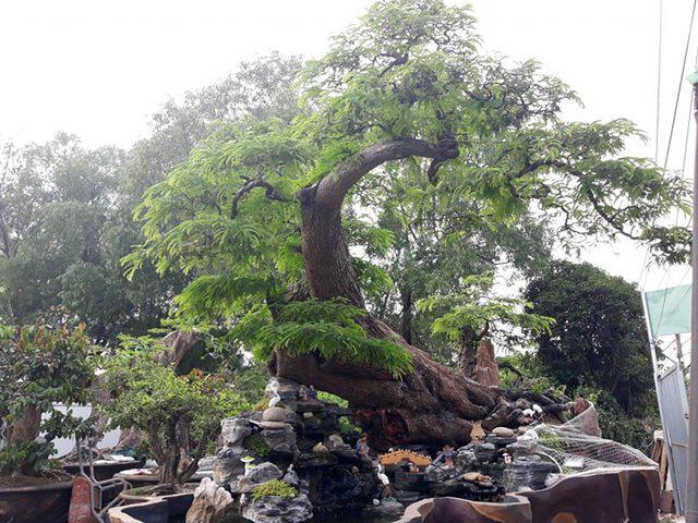 Cây me cảnh có hình dáng như đang bay lên. Ảnh: Dân Trí.