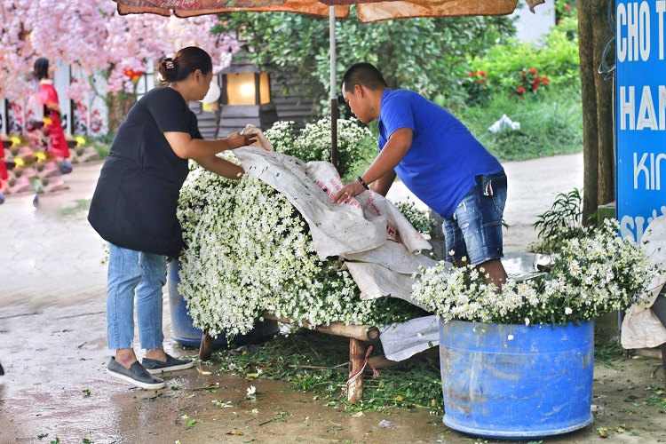 Cúc họa mi được cắt bán ngay tại vườn làm phụ kiện chụp ảnh cho khách tham quan. Giá mỗi bó cúc to từ 50.000 – 70.000 đồng/bó.