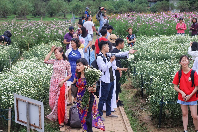 Anh Tiến, một người bán vé ở vườn cúc cho biết. khách thường đông nhất trong khoảng 2 tuần giữa tháng 11 vì đây là lúc cúc họa mi nở đẹp nhất và thời tiết Hà Nội cũng phù hợp để chụp ảnh. Chủ vườn không chỉ “hốt bạc” nhờ việc bán vé vào cửa mà dịch vụ trông xe cũng lên tới hàng nghìn chiếc mỗi ngày.