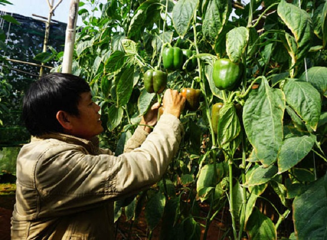 Nhờ nắm rõ kỹ thuật, vườn ớt ngọt của gia đình ông Tài cho thu nhập hàng triệu đồng mỗi ngày