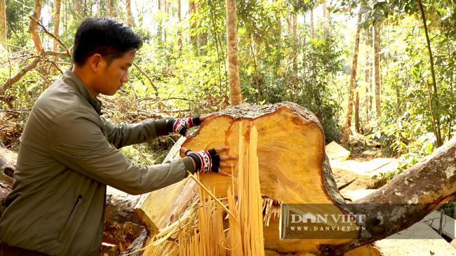 Ông Đồng Văn Tuyên - Hạt trưởng Hạt Kiểm lâm huyện Lâm Hà - cho biết, các đối tượng phá rừng đã khai thác trái phép 11 cây gỗ với tổng khối lượng thiệt hại hơn 20,481m3. Trong đó, gỗ de có 4 cây với gần 6,4m3, gỗ bạch tùng 7 cây với khối lượng hơn 14m3.