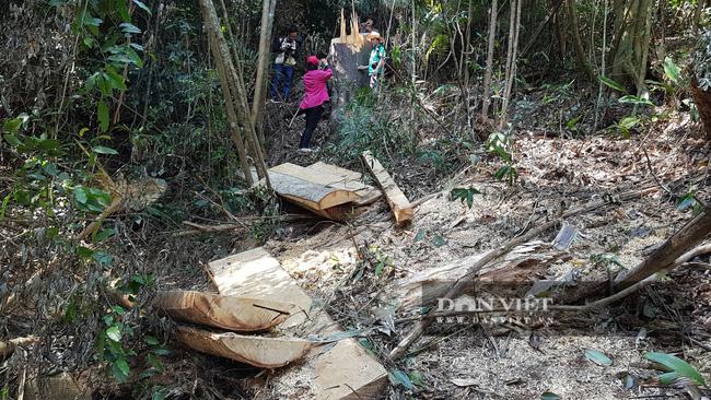 Hiện Hạt Kiểm lâm huyện Lâm Hà đã phối hợp với Công an, Viện Kiểm sát nhân dân huyện Lâm Hà khám nghiệm hiện trường, điều tra vụ phá rừng nghiêm trọng trên.