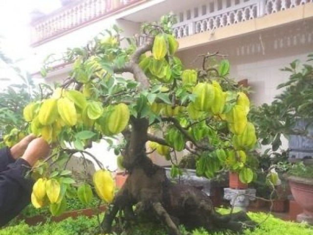 Cận cảnh cây khế bonsai thế dáng đẹp lạ nhưng có giá "rẻ" như cho