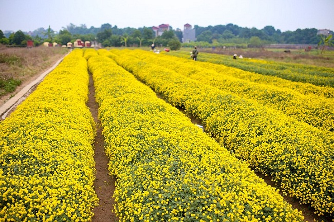 Cánh đồng hoa cúc chi tại&nbsp;làng Nghĩa Trai (Tân Quang, Văn Lâm, Hưng Yên)