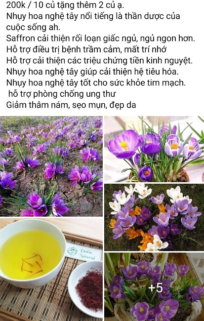 Hàng loạt bài viết rao bán củ giống hoa nghệ tây trên cộng đồng mạng.