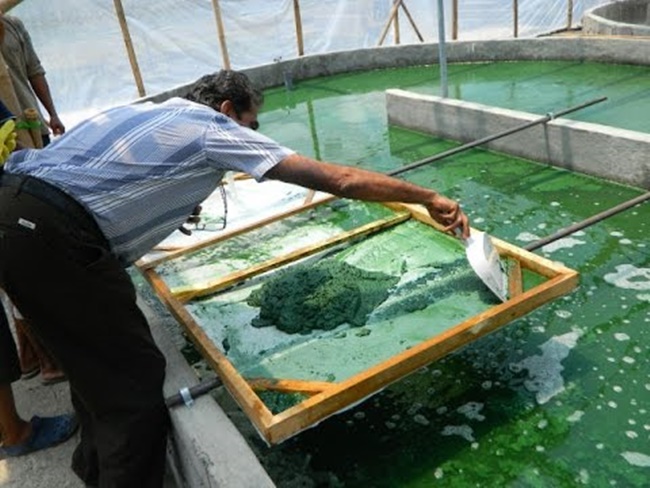 Cho nên người trồng tảo xoắn cũng phải xây dựng nhà với điều kiện nhiệt độ và độ ẩm ổn định, ít mưa.
