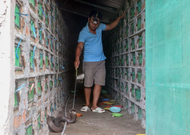 Anh Bình kể cách đây 5 năm anh bắt đầu nuôi rắn hổ, tuy nhiên, mô hình này chỉ mới cho thu nhập khoảng 2 năm gần đây.