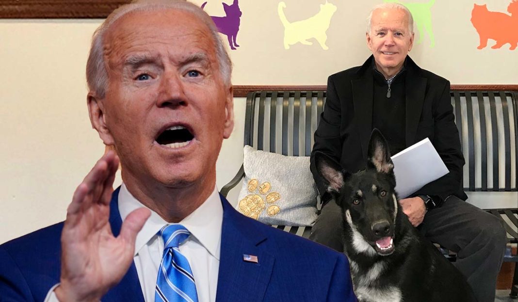 Chú chó Major được cho là "thủ phạm" khiến ông Biden bị thương trước khi nhậm chức. Ảnh: Extra