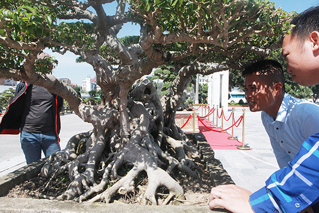 Rất nhiều nghệ nhân cây cảnh hay những người yêu thích bonsai phải đứng thật gần để ngắm hết vẻ đẹp từ bên trong.
