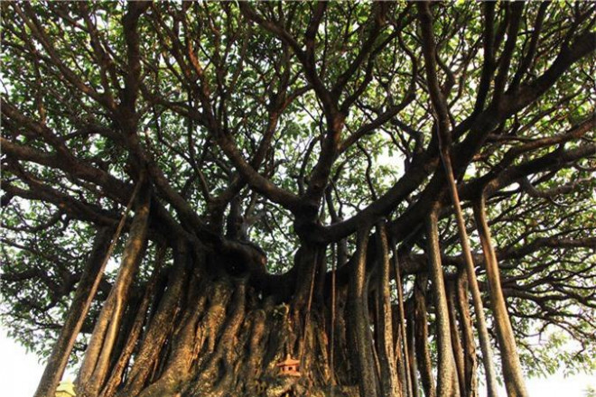 Cây sanh cổ có bông tán rộng. Ảnh: Dân Việt.