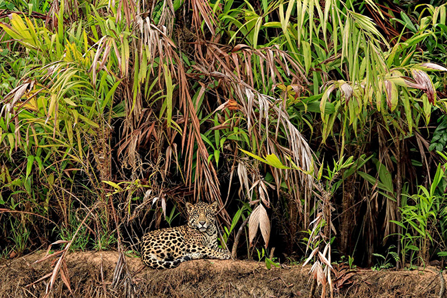 Pantanal, Brazil: Vùng đất ngập nước lớn nhất thế giới này có rất nhiều động vật quý hiếm như báo đốm, cá sấu, vẹt đuôi dài. Cảnh quan ở đây luôn thay đổi, những cây hoa vàng rải rác trên những cánh đồng cỏ, chúng chuyển từ màu xanh sang màu vàng cát khi đến mùa khô.
