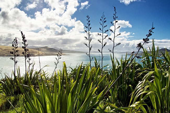 Hokianga, New Zealand: New Zealand có vẻ đẹp tự nhiên và những chuyến phiêu lưu ngoài trời thú vị khiến bất cứ du khách nào cũng mê đắm. Một chuyến hành trình tới Đảo Bắc, viếng thăm sân hành lễ marae của tộc người Maori, các ngôi đền và nghe những câu chuyện dân gian hấp dẫn từ chính những hướng dẫn viên địa phương là một trải nghiệm không thể bỏ qua.
