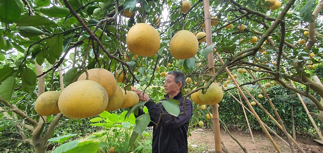 Theo người làng Diễn, bưởi của làng phải hơn 1 tháng nữa mới được thu hoạch.