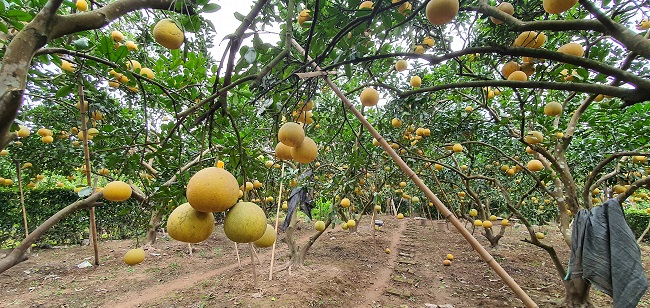 Dù hơn 1 tháng nữa mới đạt chất lượng tốt nhất để cho thu hoạch nhưng những quả bưởi Diễn chính gốc đã vàng ruộm, đẹp mắt.