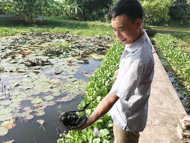 Loài vật này có tiếng 'siêu đẻ', thức ăn đơn giản là lá cây, bèo tấm, các loại rau xanh dễ kiếm như rau muống, rau khoai lang, lá sắn không cần quá đầu tư mà vẫn cho thu hoạch. Đó chính là ốc nhồi.
