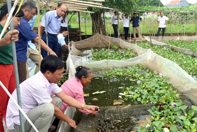 Nếu nuôi dưới ao thì trứng của ốc dễ bị các con vật khác ăn nhưng nếu nuôi ở bể nhỏ thì dễ thu gom và cho vào ấp trong điều kiện đảm bảo giúp tỷ lệ nợ thành công cao hơn.
