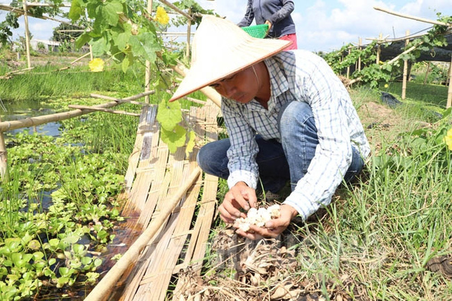 Ốc nhồi đẻ trứng từ tháng 3 đến tháng 9 âm lịch hàng năm.&nbsp;
