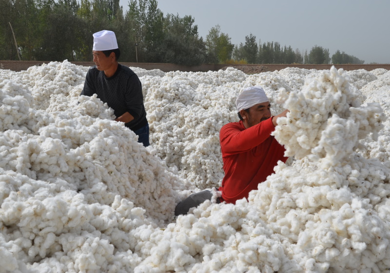 Nông dân sản xuất bông ở Tân Cương (ảnh: Reuters)