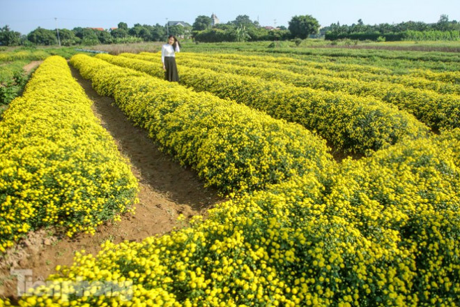 Cúc chi đượm vàng cả cánh đồng cũng là thời điểm báo hiệu Tết Nguyên đán đang tới gần.