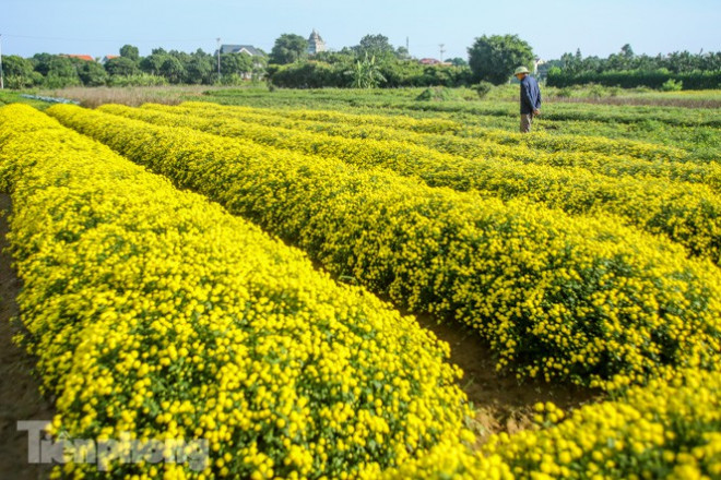 Đây là loài hoa đặc trưng của vùng đồng bằng Bắc Bộ và cũng là nguồn thu nhập chính của người dân nơi đây