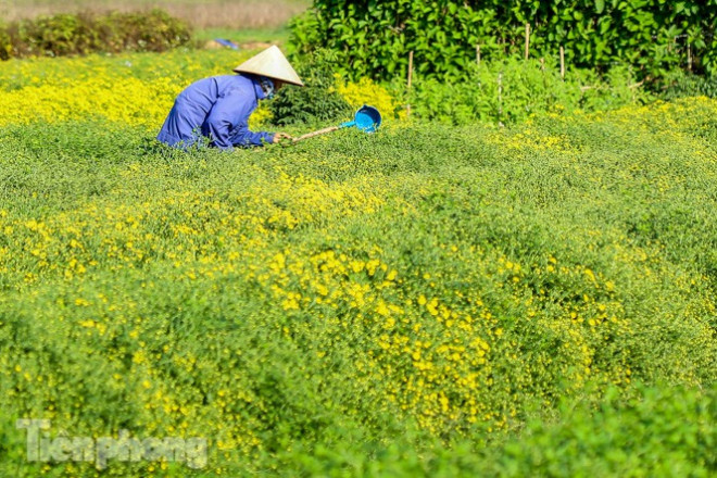 Người nông dân nơi đây chăm bón, phun thuốc cho&nbsp; cây chờ ngày thu hoạch.