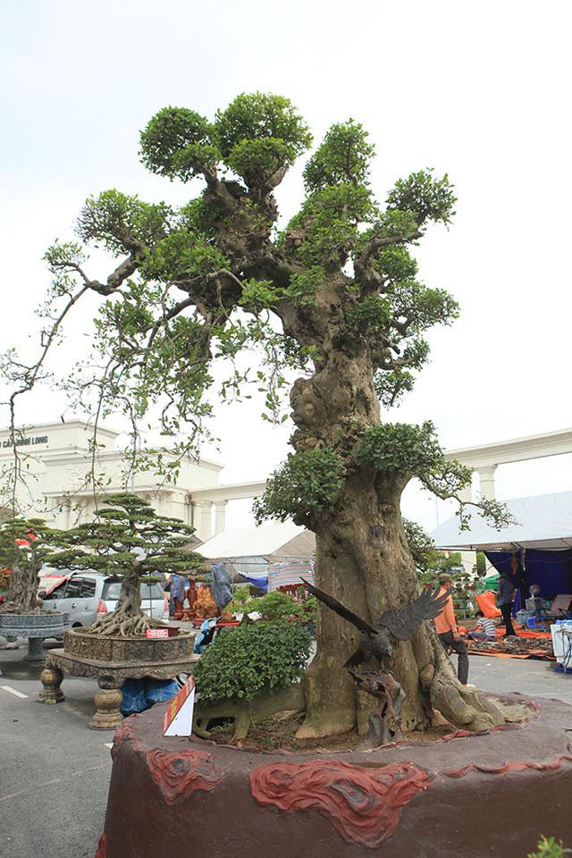 Cây duối cao gần 4m. Trên thân có những mắt duối nổi lên nhuốm màu thời gian. Ảnh: Dân Việt.