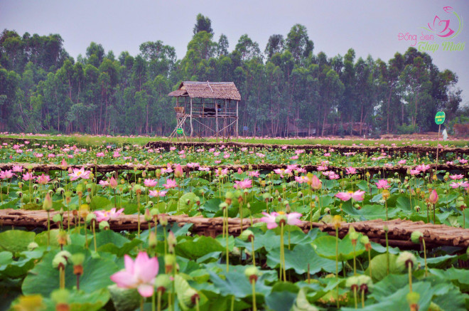 Ở Cao Lãnh Đồng Tháp có gì ngon? Đây là top 5 ngon nhất, bạn đã được thử hết? - 10