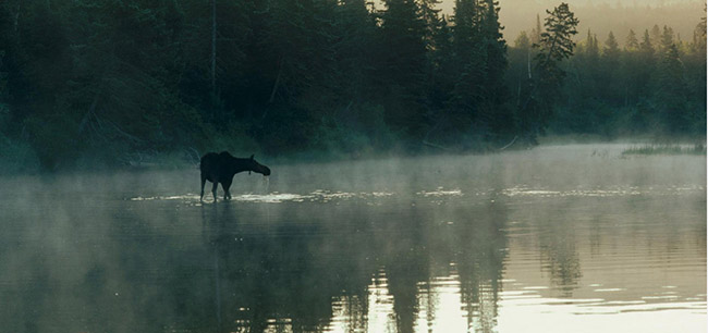 Michigan:&nbsp;Thiên nhiên hoang dã trên đảo Isle Royale của Michigan, Mỹ là một nơi bí ẩn rất hấp dẫn. Hòn đảo hoang dã này có rất nhiều loại động vật dễ thương.
