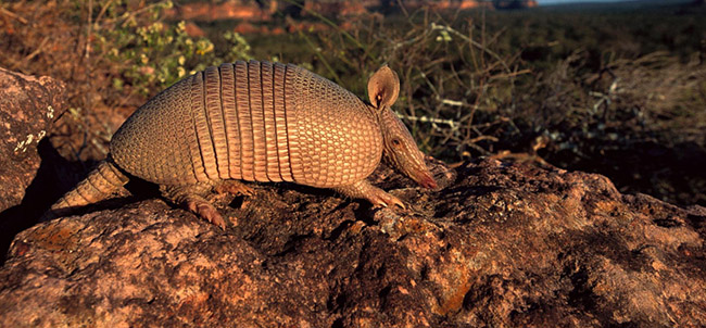 Brazil:&nbsp;Cerrado của Brazil, công viên quốc gia lớn nhất Nam Mỹ, là thiên đường của loài armadillo bảy dải và hàng trăm loài động vật quý hiếm khác.
