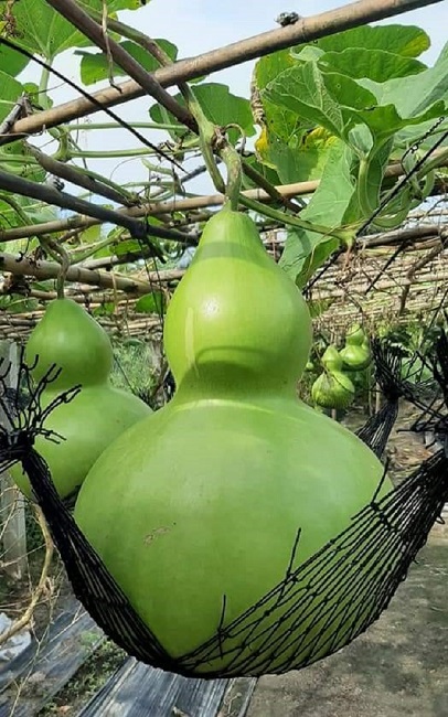 Những trái bầu "khổng lồ", nặng từ 14-15kg được ông Vinh mắc võng trên giàn.