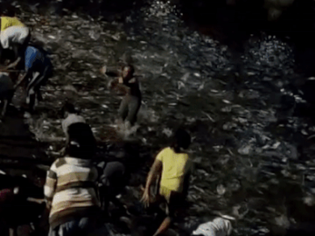 Kì lạ hiện tượng hàng nghìn con cá mòi thi nhau nhảy lên bờ cho dân bắt