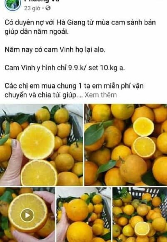 Cam Vinh được bán trên chợ mạng với giá rất rẻ