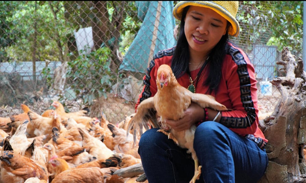 Chị Thoan bắt đầu nuôi gà vi sinh từ năm 2017.