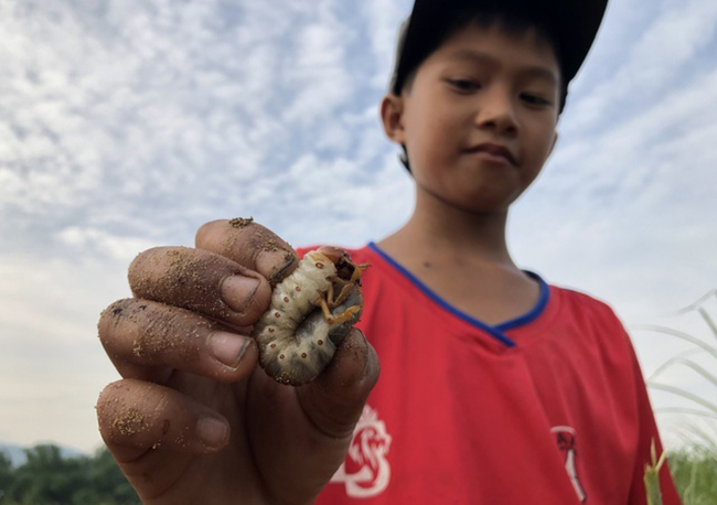 Đây là sùng đất, một loài ấu trùng bọ rầy. Chúng sống sâu dưới lớp đất canh tác màu mỡ, ăn dinh dưỡng từ rễ cây.
